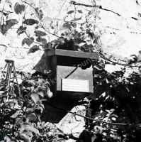Bird Box, Starbeck